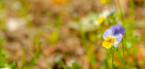 Obraz premium Wild violet Viola tricolor in full bloom. Flower of wild violet Viola tricolor close up. Heartsease Viola tricolor. Wild pansy growing in a meadow