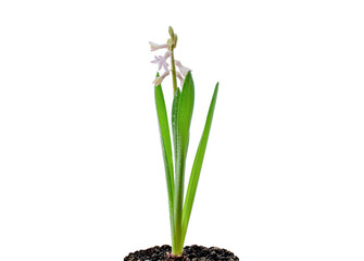 hyacinth, plant with drops of water on a white background