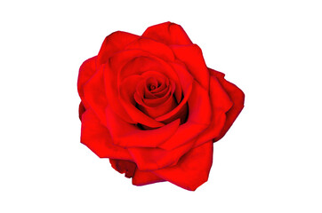 red rose on white background