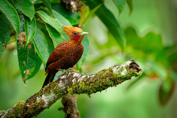 Chestnut-colored woodpecker - Celeus castaneus rufous bird in the family Picidae, found in Belize, Costa Rica, Guatemala, Honduras, Mexico, Nicaragua and Panama. Green background