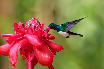 White-necked jacobin - Florisuga mellivora also great jacobin or collared hummingbird, Mexico, south to Peru, Bolivia and south Brazil, Tobago (flabellifera) and Trinidad (mellivora)