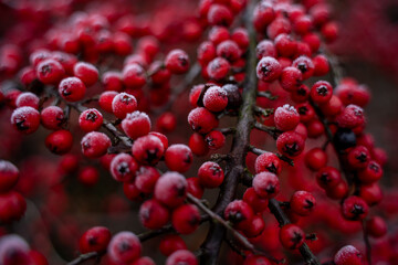 freez red berries 