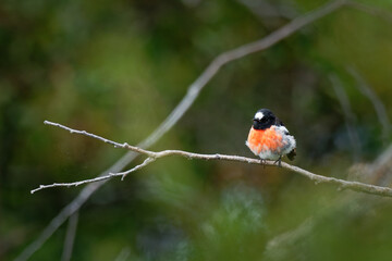 Scarlet robin - Petroica boodang common red-breasted Australasian robin in the passerine bird genus Petroica. The species is found on continental Australia and islands, including Tasmania