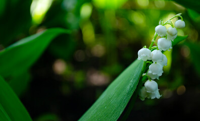 Flower Spring Sun White Green Background Horizontal. Spring flower lily of the valley. Lily of the valley. Ecological background Blooming lily of the valley green grass background in the sunlight. 