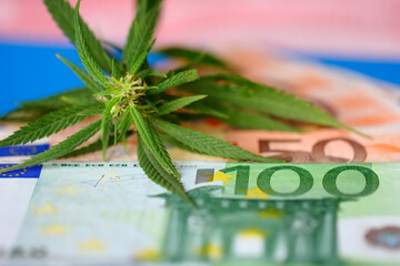 Therapeutic medicinal cannabis for pain, plus THC and CBD - marijuana flower and hashish drug with...