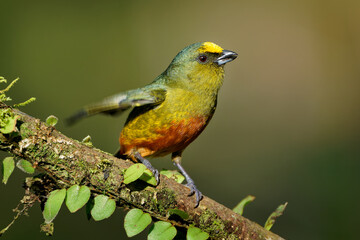 Olive-backed Euphonia - Euphonia gouldi small passerine bird in the finch family, resident breeder in the Caribbean lowlands and foothills from southern Mexico to western Panama
