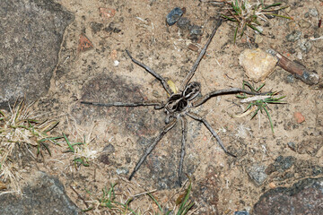 Wolf Spider - Tasmanicosa tasmanica australian spider family Lycosidae, robust and agile hunters with excellent eyesight, live mostly in solitude and hunt alone, do not spin webs
