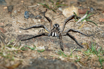 Wolf Spider - Tasmanicosa tasmanica australian spider family Lycosidae, robust and agile hunters...