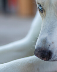 Obraz premium white dog, husky, akita