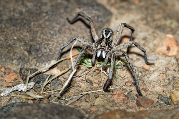 Wolf Spider - Tasmanicosa tasmanica australian spider family Lycosidae, robust and agile hunters...