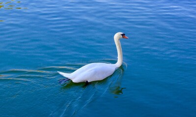 Fototapeta na wymiar Swan on a River Cruise on France