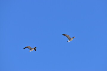 Canadian Geese