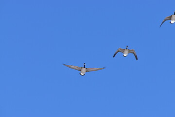 Canadian Geese