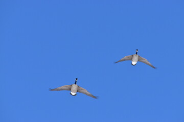Fototapeta na wymiar Canadian Geese