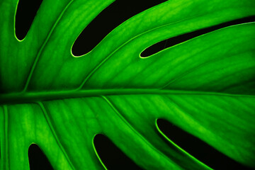 Monstera deliciosa leaf structure. Closeup monstera foliage with veins. Indoor houseplant popular plant concept.
