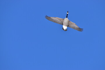 Canadian Geese