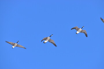 Canadian Geese