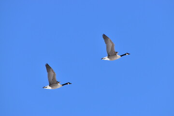 Canadian Geese