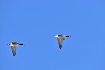 Canadian Geese