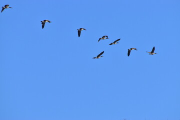 Canadian Geese