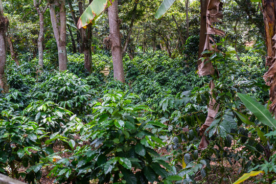 Arabian coffee Coffea arabica from Colombia