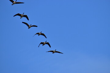 Canadian Geese