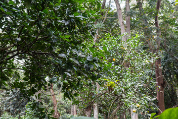 Citrus reticulata Blanco  mandarin orange