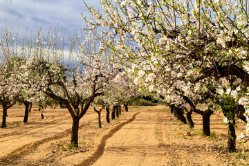 Almond trees in bloom under blue sky