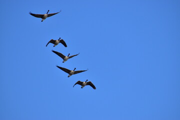 Canadian Geese