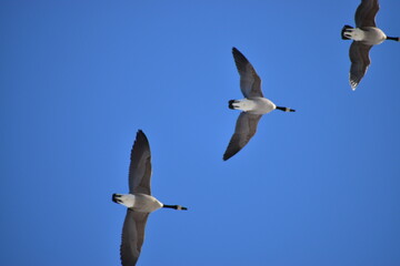 Canadian Geese