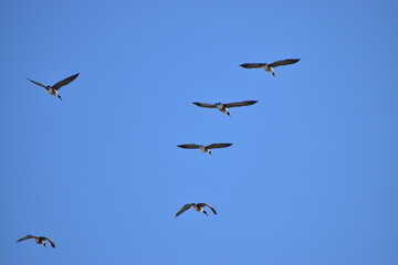 Canadian Geese