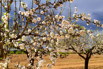 Almond trees in bloom under blue sky