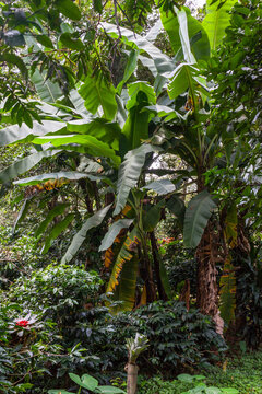Wild tropical forest  in Eastern Cordillera (Cordillera Oriental), Colombia.