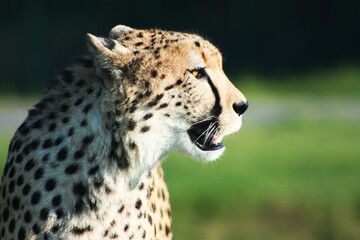 Wonderful Cheetah
