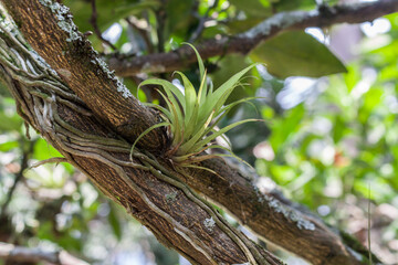 Aechmea caudata Lindm. on tree branch