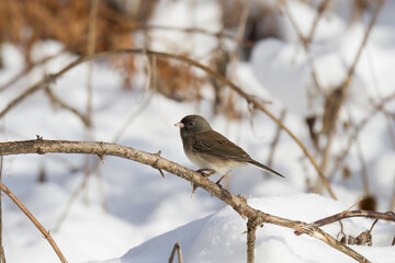 Dar-eyed Junco perched next to a snow-covered field. 