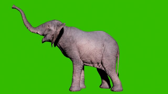 Large African elephant trumpets its trunk in front of green screen. Seamless loop animation for animals, nature and educational backgrounds.