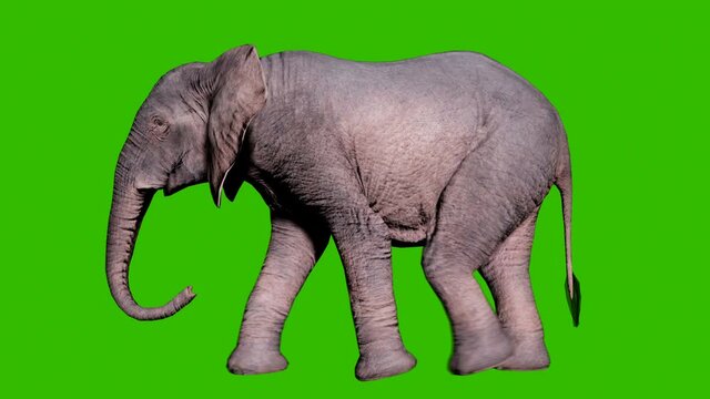 Large African elephant walking on the ground in front of green screen. Seamless loop animation for animals, nature and educational backgrounds.