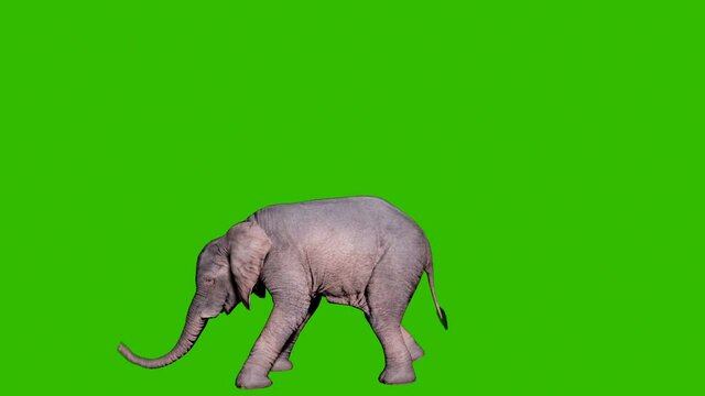 Large African elephant attacking the enemy in front of green screen. Animation for animals, nature and educational backgrounds.