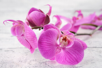Beautiful purple orchid close up on white wooden board.