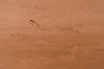 Spider with thin legs on the wall.