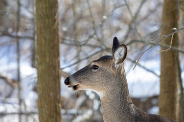 Portrait of a white-tailed deer, old hind