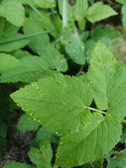 green leaves of a tree