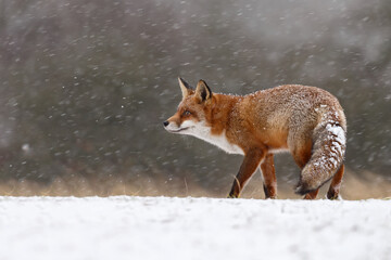 Fototapeta premium Red fox in winterwonderland on a cold winterday