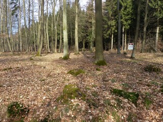 Gelände des römischen Limes-Kastell im Wald von Becheln / Taunus