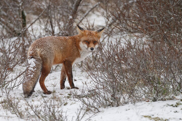 Red fox in wintertime with fresh fallen snow in nature