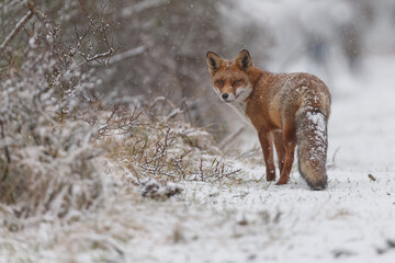 Red fox in wintertime with fresh fallen snow in nature