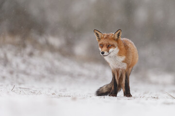 Red fox in wintertime with fresh fallen snow in nature