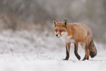 Red fox in wintertime with fresh fallen snow in nature