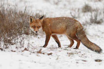 Red fox in wintertime with fresh fallen snow in nature